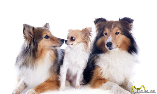 聪明、学习能力强、理解力高的犬类