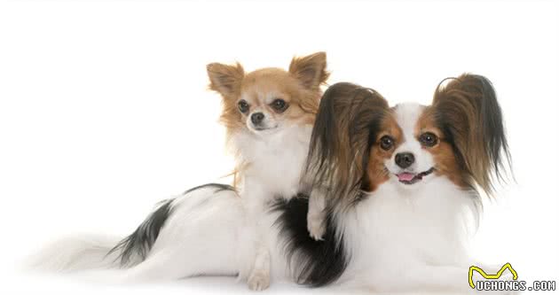 聪明、学习能力强、理解力高的犬类
