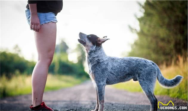 聪明、学习能力强、理解力高的犬类