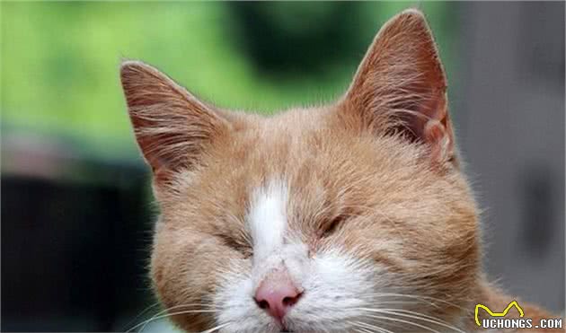 铲屎官注意：猫咪的突然性失明如果不注意，后果真的很严重！