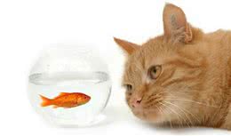 铲屎官注意：猫咪的突然性失明如果不注意，后果真的很严重！