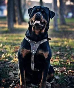世界上公认的，罗威纳犬是第一防暴犬，你认可吗？