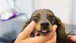 狗狗眼睛一直流泪