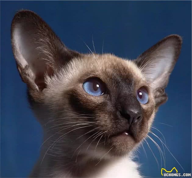 9大世界最受欢迎的猫咪排行榜，铲屎官们还不来选一选？