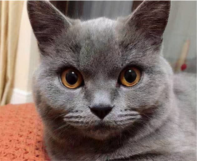 英国短毛猫的小特点，这样的蓝胖子你不想养一个吗？