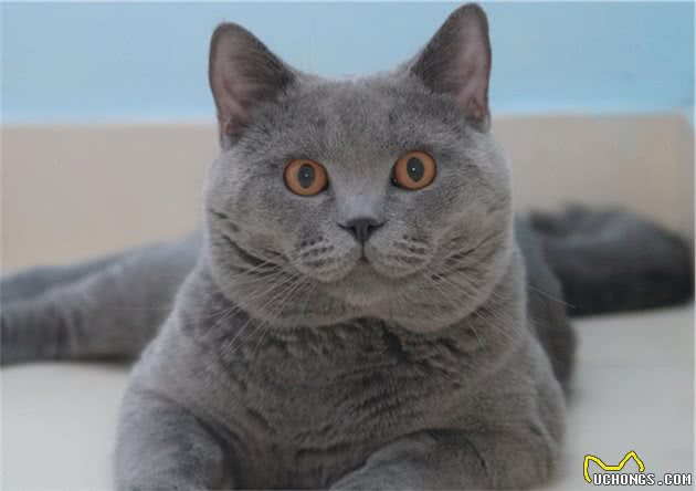 英国短毛猫的小特点，这样的蓝胖子你不想养一个吗？