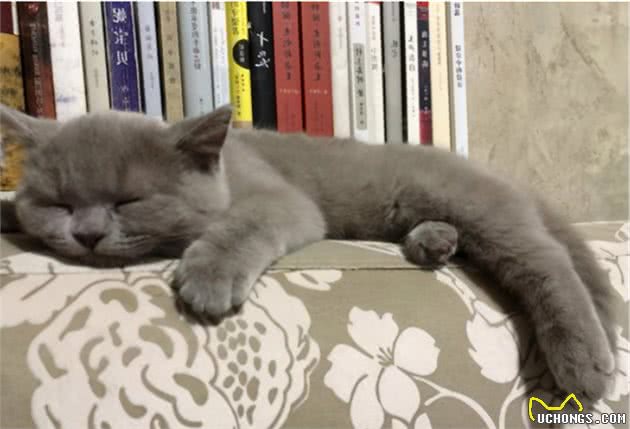 英国短毛猫的小特点，这样的蓝胖子你不想养一个吗？