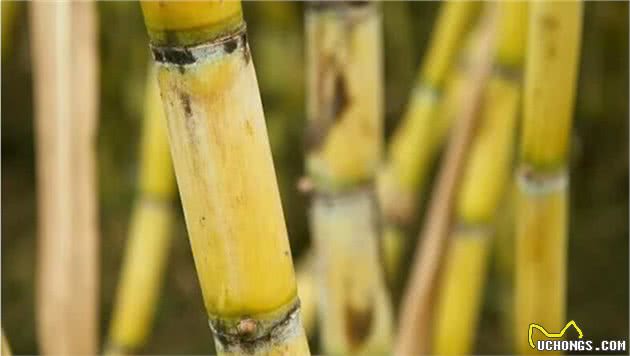 狗狗患病的“祸根”揭晓，这几种水果不能多喂