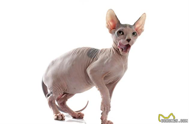 你懂得保护猫吗？喂养猫的常见6种错误观念
