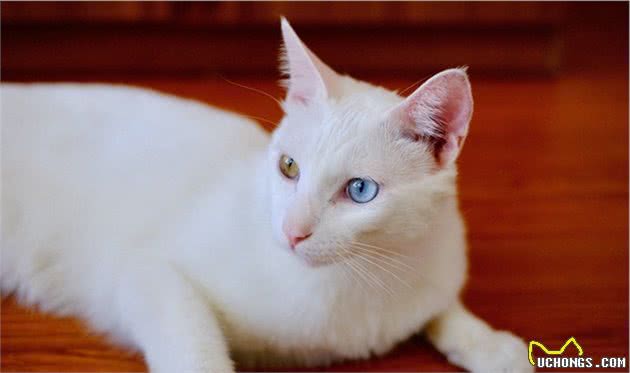 你懂得保护猫吗？喂养猫的常见6种错误观念
