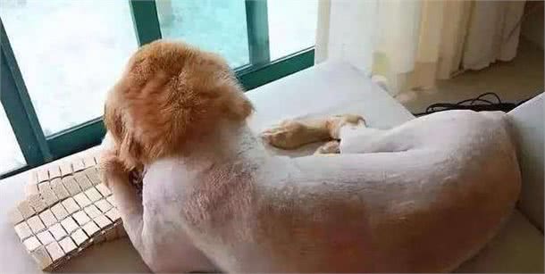 剃光毛不仅使狗子变丑，还使它更容易患上皮肤病
