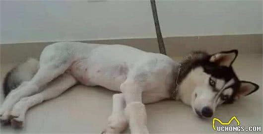 剃光毛不仅使狗子变丑，还使它更容易患上皮肤病