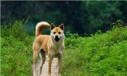 别搞错！这6种田园犬，不比外国狗差