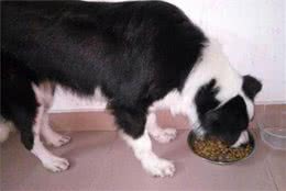 边牧狗粮什么牌子好还便宜