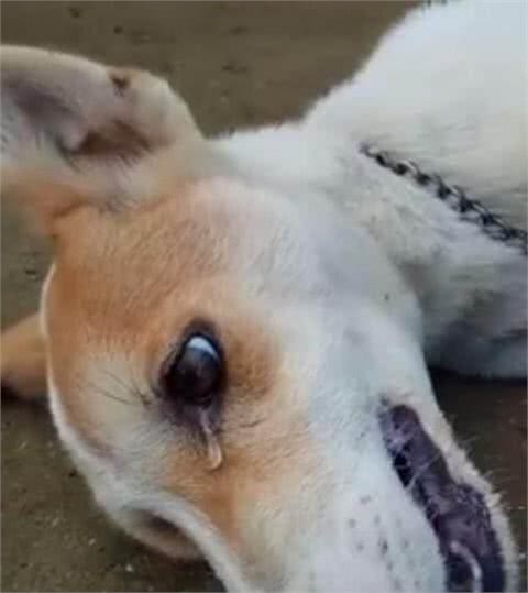 因为一串葡萄而引发的狗狗肾衰竭，你怎么还不长记性？