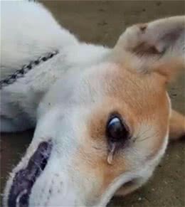 因为一串葡萄而引发的狗狗肾衰竭，你怎么还不长记性？