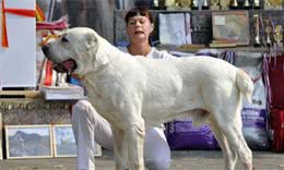 戈赞：参加犬展前应做好哪些工作