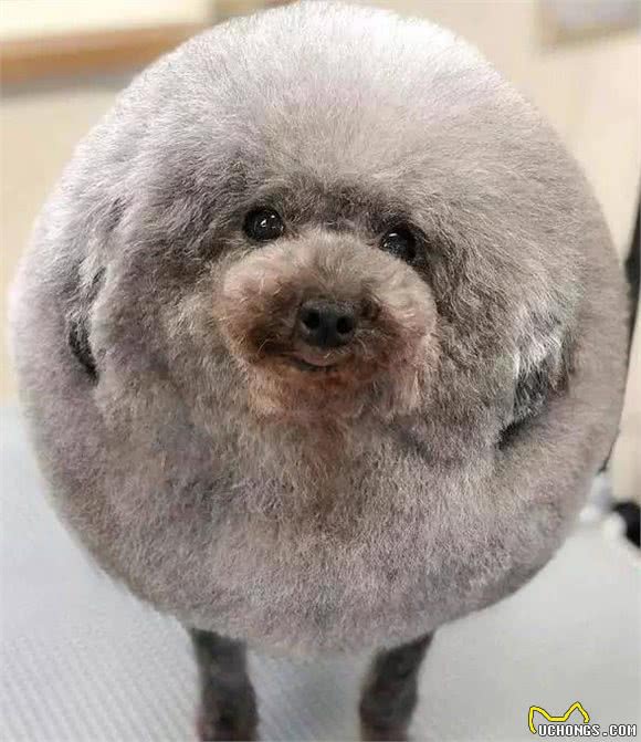 怎么教狗狗挥手技能？