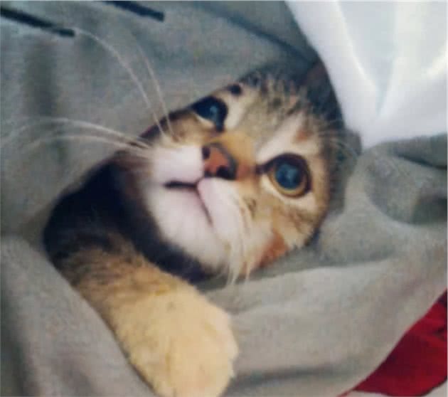 有一种冷，叫铲屎官觉得猫冷