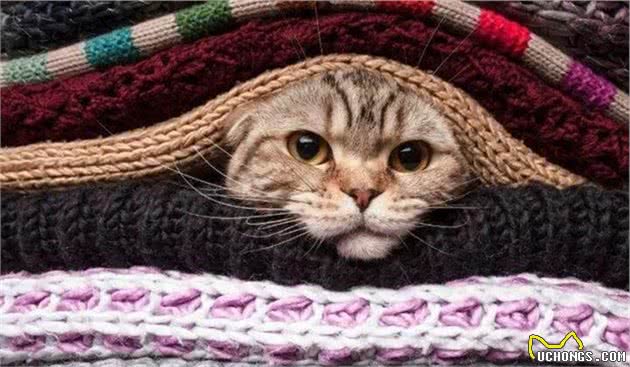 有一种冷，叫铲屎官觉得猫冷