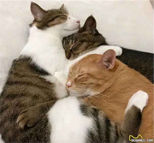 有一种冷，叫铲屎官觉得猫冷