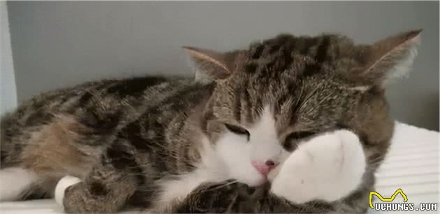 有一种冷，叫铲屎官觉得猫冷