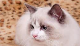 三个漂亮的品种猫，身边很少有人养，一看价格才知道是土豪养的猫