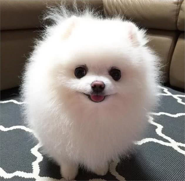 博美犬为什么越来越多人养了？网友：养了之后就不想换狗了