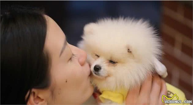 博美犬为什么越来越多人养了？网友：养了之后就不想换狗了