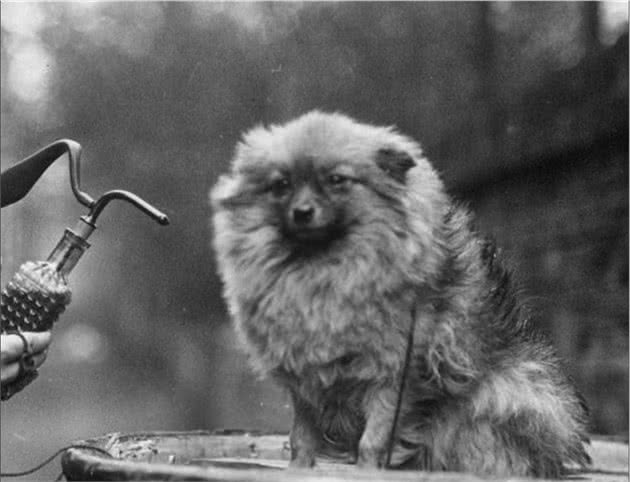 寻根问祖系列（28）：博美犬（Pomeranian）
