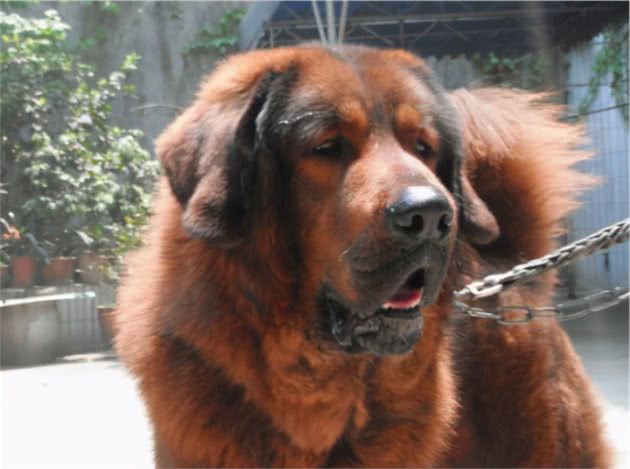 濒临灭绝的狗狗：这6种狗狗，都快见不到了