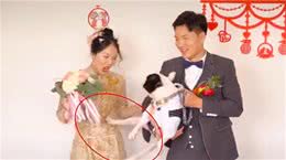 婚礼上狗狗一脚踢开主人！自家爱犬为何做出反常举动？