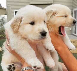 原来“招狗”喜欢的人，有这些特征，别不知道了