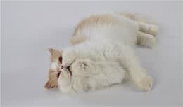 最适合家养的猫咪，快点把它带回家吧