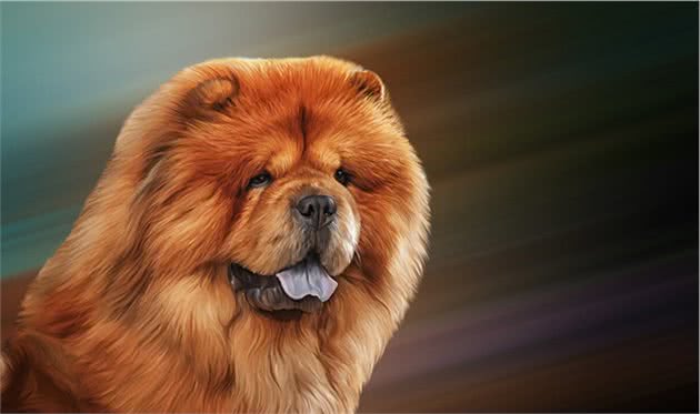 养松狮犬所要注意的事项？