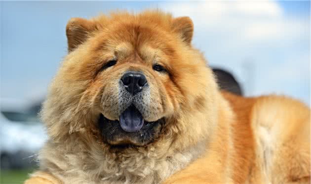 养松狮犬所要注意的事项？