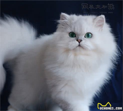 良心推荐：适合送女朋友的5种猫咪（内附价格）