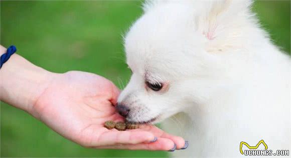 狗狗出现护食行为，其实主人也有错，还不快改正吗？