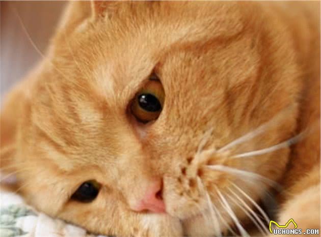 拎后勃颈不要紧？4种错误的抱猫方式，被猫嫌弃了都不知道