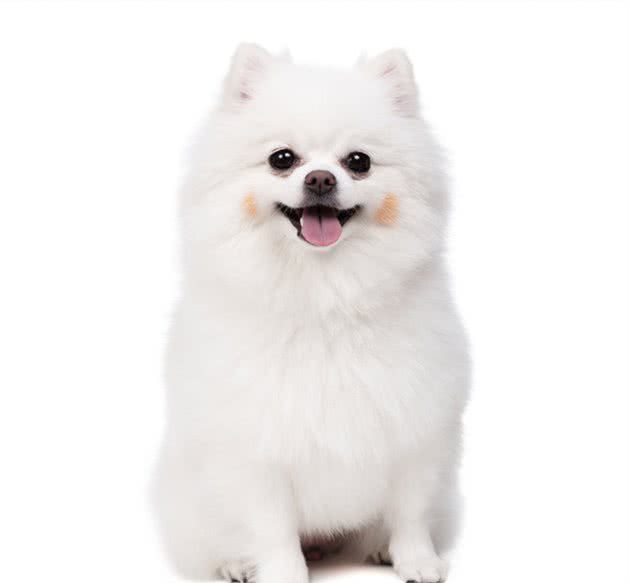 自己家养的狗狗通灵性吗？摇尾巴又是想表达什么呢？