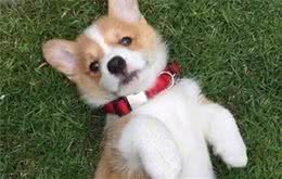 解释狗狗这10个“有趣”的行为，你知道它想表达什么意思吗？