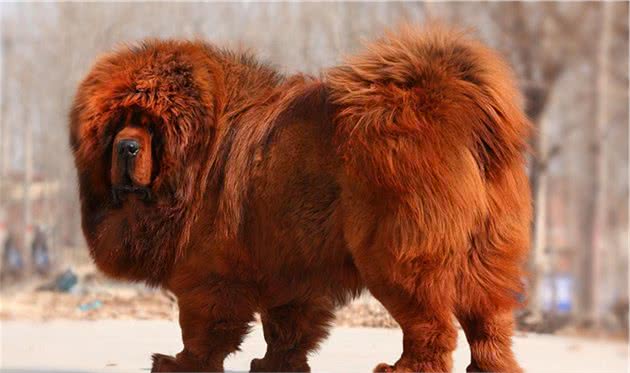 宾莎犬和雪纳瑞类-獒犬、瑞士山地犬和瑞士牧牛犬组有哪些名犬？