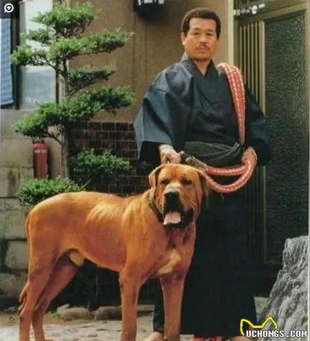 宾莎犬和雪纳瑞类-獒犬、瑞士山地犬和瑞士牧牛犬组有哪些名犬？