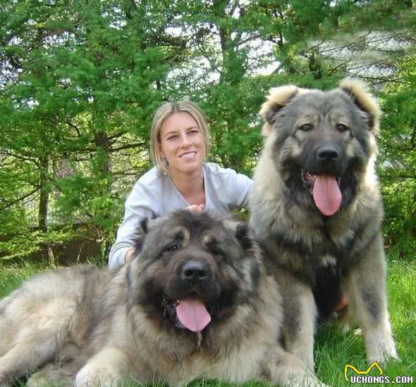 宾莎犬和雪纳瑞类-獒犬、瑞士山地犬和瑞士牧牛犬组有哪些名犬？