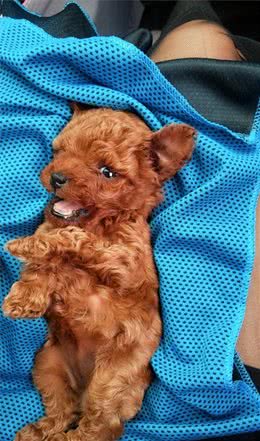 第一次喝羊奶粉就拉肚子看着狗狗难受的样子好自责