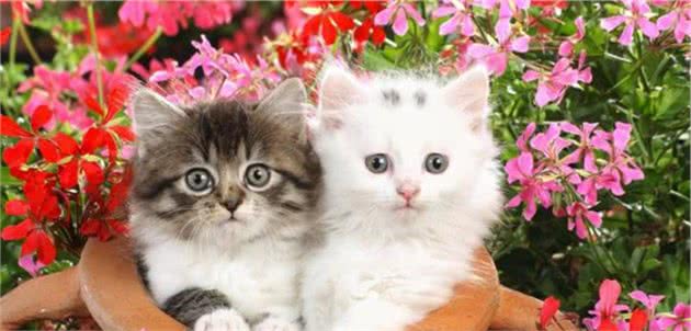 “穷人”养猫，最好不要养这5种，太烧钱
