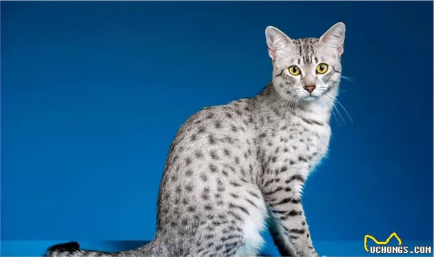 “穷人”养猫，最好不要养这5种，太烧钱