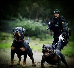 犬的护主行为分为主动防御型和被动防御型，你的狗属于哪一种呢