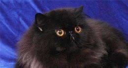 5种不同的黑猫，你都知道吗？孟买猫是个小黑豹