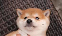 柴犬真的很难需驯服吗？
